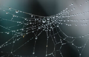 Read more about the article Spider and Rodent Spray